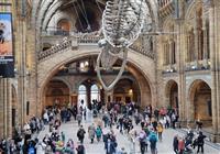 Londýn, Oxford, Windsor a originálne Anglicko - Úžasné múzeum, Museum of Natural history, ktoré si zamilujú dospelí aj deti. - 3