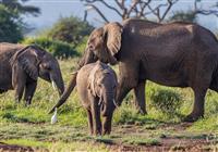 Poklad Afriky: Keňa vrátane 3-dňového safari v národnom parku Tsavo East a Tsavo West - 3
