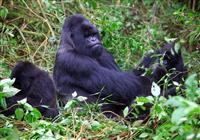 Gorily a safari v Afrike - /uploads/usr/10908/blogy/zvierata/lubosfellner_rwanda_7a.jpg - 2