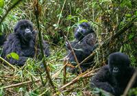 Gorily a safari v Afrike - foto: Ľuboš Fellner - BUBO - v Rwande je možné navštíviť 9-11 gorilích rodín. Je to najviac zo všetk - 4
