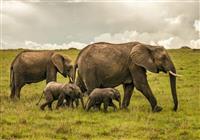 Masai Mara je len naša. Hľadáme stáda slonov potulujúce sa savanou