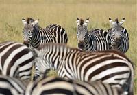 Druhým najpočetnejším druhom sú zebry stepné. Rovnako ako pakone migrujú. Prichádzajú o čosi skôr, s