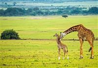 Safari v Keni - Otvorená savana, v ktorej sa potulujú stáda antilop, gepardy, levy, kde rastú ostnaté akácie, ktoré  - 3