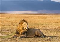 Safari v Keni - Levie samce nájdeme väčšinou so svojou rodinou, o ktorú sa starajú - 4