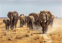 Keňa - Kilimandžáro, slony a oceán - /uploads/usr/10908/zajazdy/kena/herd-of-african-elephants.jpg - 2
