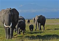 Slon africký je charakteristický oproti ostatným poddruhom svojimi výraznými predĺženými klami. Foto