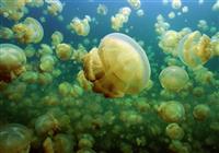 Južná Kórea a Palau - V Národnom parku Rock Islands sa nachádza jazierko plné medúz, s ktorými sa dá plávať.
foto: archív  - 2