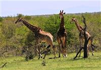 Safari v JAR, eSwatini, Lesotho a Zanzibar - V Krugerovom parku žije niekoľko tisíc žiráf. Vďaka asfaltovým cestám sa stávajú častejšou korisťou  - 3
