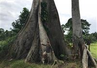 Národný strom Ceiba je obrovský, 40 - 50m vysoký. Ľuboš je pod ním ako trpaslík