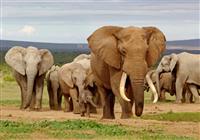 JAR, Lesotho, eSwatini 9 dní Afriky - Stáda slonov sa presúvajú po celom parku, ktorý má približne 25.000km štvorcových - 3