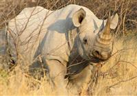 JAR, Lesotho, eSwatini 9 dní Afriky - V Krugerovom parku žije približne 8000 nosorožcov 
