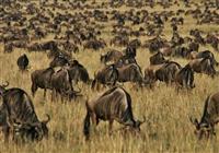 Keňa, Zanzibar (15 dní) - 2020# - Masai Mara - V období migrácie sa po savane presúva približne 1,5 milióna pakoní a ďalších stádových - 4