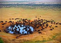 Keňa - safari a oceán (13 dní) - 2020# - Lake Nakuru - Stáda byvolov tu stretávame pravidelne - 3