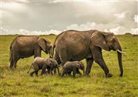 Keňa - safari a pláže - 2020# - Masai Mara - slonia rodinka na savane - 3