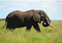 Keňa, Zanzibar (13 dní) - 2020# - Masai Mara je len naša. Hľadáme stáda slony, hrochy zívajúce vo vode, obrovské krokodíly, vyhrievajú - 2