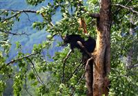 Aljaškou od oceánu po oceán - Baribal - medveď čierny - je nebezpečnejší z jedného dôvodu. Na rozdiel od grizzlyho na strom vylezi - 2