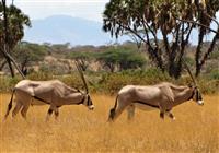 Perfektná Keňa - Samburu - 2