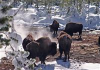 Zimné Safari v Utahu a Yellowstone - 3