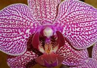 Výstava orchideí a prehliadka Viedne - 2