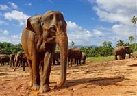 Srí Lanka: To najkrajšie z ostrova vrátane safari a jazdy vlakom - Pláž - 2