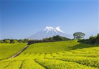 Exkluzívne Japonsko - Prejdeme sa čajovou plantážou v oblasti okolo mesta Šizuoka. 
Foto: BUBO archív - 3